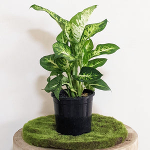 Dieffenbachia Sublime - 130mm