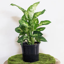 Load image into Gallery viewer, Dieffenbachia Sublime - 130mm
