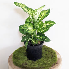 Load image into Gallery viewer, Dieffenbachia Sublime - 130mm
