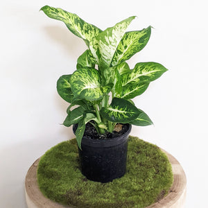 Dieffenbachia Sublime - 130mm