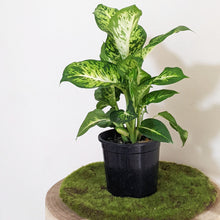 Load image into Gallery viewer, Dieffenbachia Sublime - 130mm
