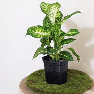 Dieffenbachia Sublime - 130mm