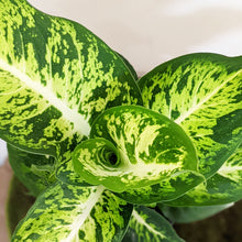 Load image into Gallery viewer, Dieffenbachia Sublime - 130mm
