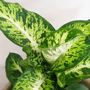 Dieffenbachia Sublime - 130mm