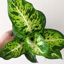 Load image into Gallery viewer, Dieffenbachia Sublime - 130mm
