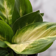 Load image into Gallery viewer, Dieffenbachia seguine Tropic Marianne / Dumb Cane - 105mm
