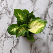 Load image into Gallery viewer, Dieffenbachia seguine Tropic Marianne / Dumb Cane - 105mm
