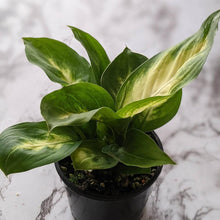 Load image into Gallery viewer, Dieffenbachia seguine Tropic Marianne / Dumb Cane - 105mm
