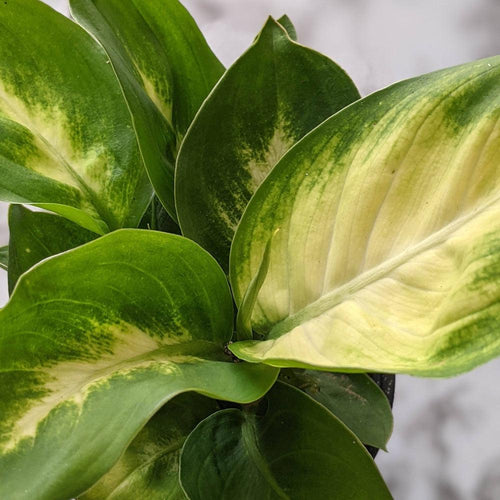 Dieffenbachia seguine Tropic Marianne / Dumb Cane - 105mm