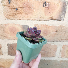 Load image into Gallery viewer, Echeveria Black Queen - 66mm
