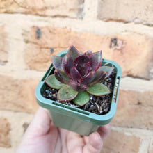 Load image into Gallery viewer, Echeveria Black Queen - 66mm
