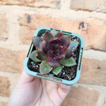 Load image into Gallery viewer, Echeveria Black Queen - 66mm
