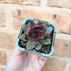 Echeveria Black Queen - 66mm