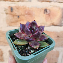 Load image into Gallery viewer, Echeveria Black Queen - 66mm
