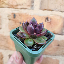 Load image into Gallery viewer, Echeveria Black Queen - 66mm
