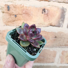 Load image into Gallery viewer, Echeveria Black Queen - 66mm
