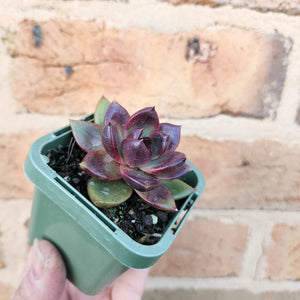 Echeveria Black Queen - 66mm