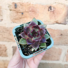 Load image into Gallery viewer, Echeveria Black Queen - 66mm
