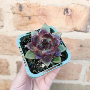 Echeveria Black Queen - 66mm