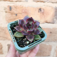 Load image into Gallery viewer, Echeveria Black Queen - 66mm
