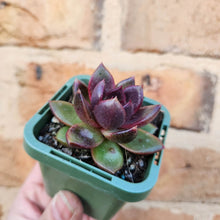 Load image into Gallery viewer, Echeveria Black Queen - 66mm
