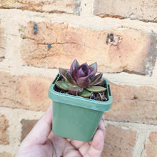 Load image into Gallery viewer, Echeveria Black Queen - 66mm
