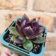 Load image into Gallery viewer, Echeveria Black Queen - 66mm
