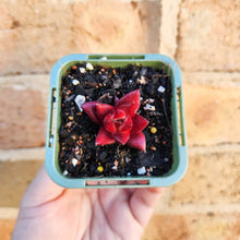 Load image into Gallery viewer, Echeveria Bordeaux - 66mm
