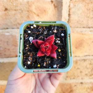 Echeveria Bordeaux - 66mm