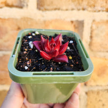 Load image into Gallery viewer, Echeveria Bordeaux - 66mm
