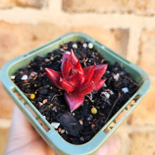 Load image into Gallery viewer, Echeveria Bordeaux - 66mm
