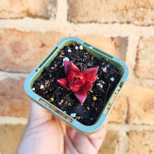 Load image into Gallery viewer, Echeveria Bordeaux - 66mm
