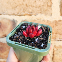 Load image into Gallery viewer, Echeveria Bordeaux - 66mm

