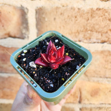 Load image into Gallery viewer, Echeveria Bordeaux - 66mm
