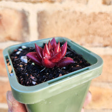 Load image into Gallery viewer, Echeveria Bordeaux - 66mm
