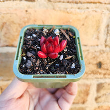 Load image into Gallery viewer, Echeveria Bordeaux - 66mm
