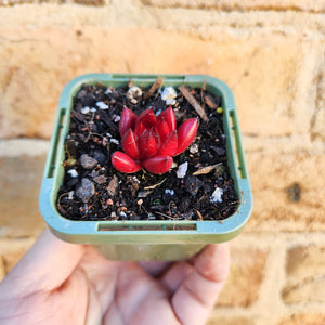 Echeveria Bordeaux - 66mm