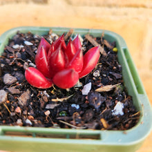 Load image into Gallery viewer, Echeveria Bordeaux - 66mm
