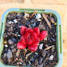 Load image into Gallery viewer, Echeveria Bordeaux - 66mm
