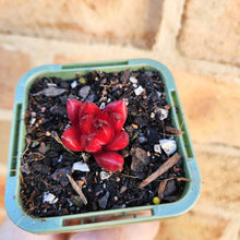 Load image into Gallery viewer, Echeveria Bordeaux - 66mm
