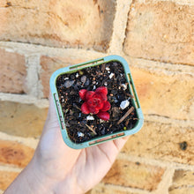 Load image into Gallery viewer, Echeveria Bordeaux - 66mm
