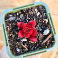 Load image into Gallery viewer, Echeveria Bordeaux - 66mm
