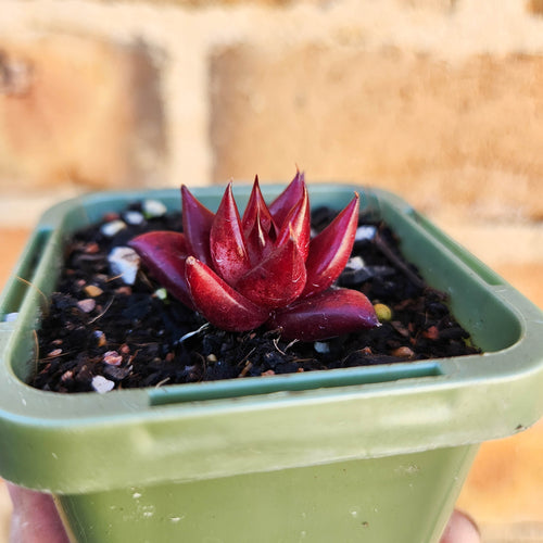 Echeveria Bordeaux - 66mm