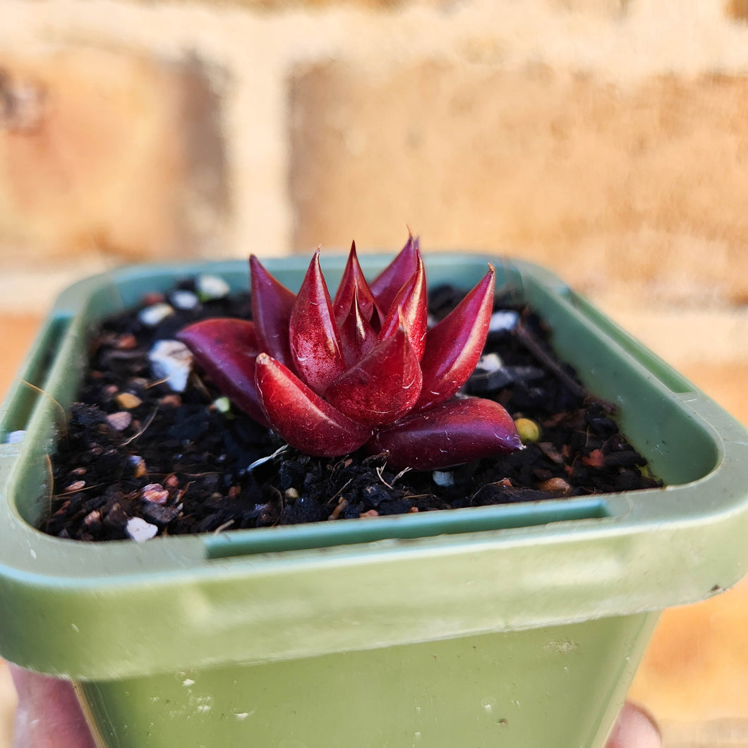 Echeveria Bordeaux - 66mm