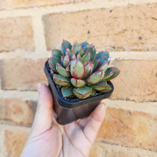 Load image into Gallery viewer, Echeveria Cat&#39;s Eye - 66mm
