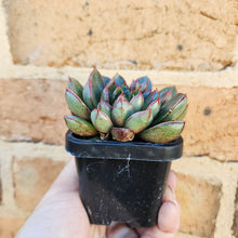 Load image into Gallery viewer, Echeveria Cat&#39;s Eye - 66mm
