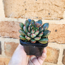 Load image into Gallery viewer, Echeveria Cat&#39;s Eye - 66mm
