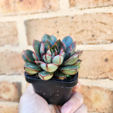 Load image into Gallery viewer, Echeveria Cat&#39;s Eye - 66mm
