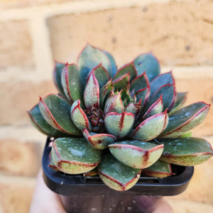 Echeveria Cat's Eye - 66mm