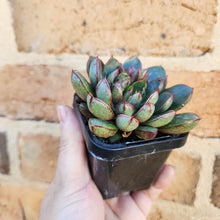 Load image into Gallery viewer, Echeveria Cat&#39;s Eye - 66mm

